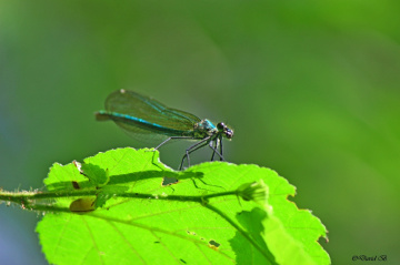Libellule