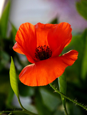 beautiful poppy... 