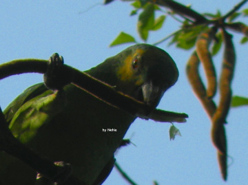 Papagaio 