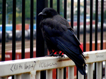 The Crow