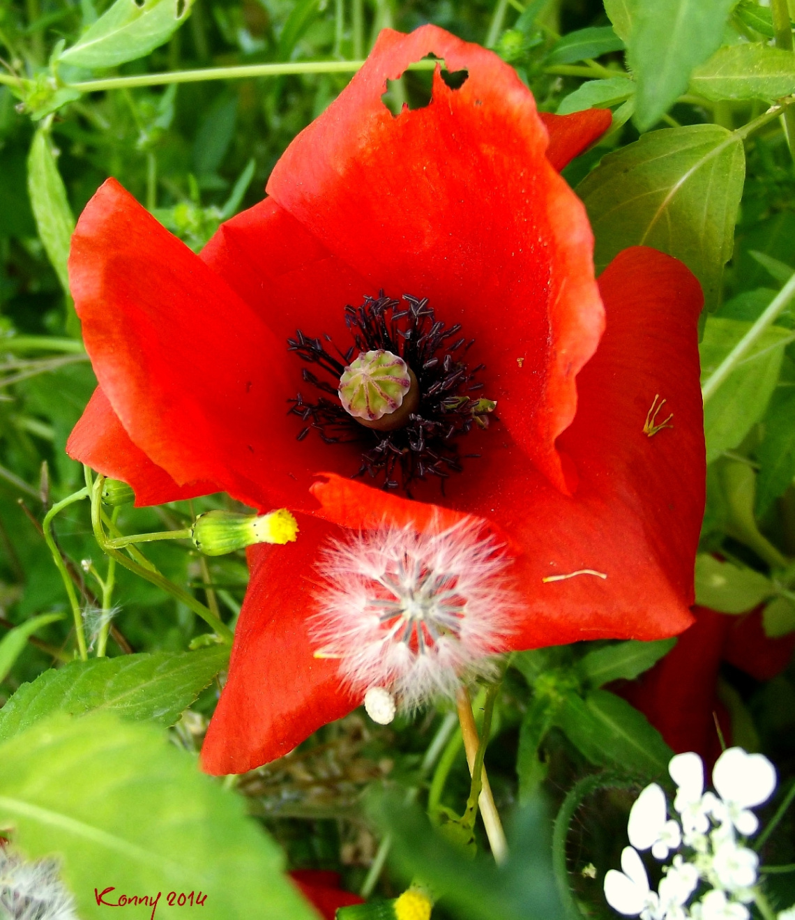 who ate the piece of the poppy ... ??? 