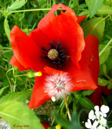 who ate the piece of the poppy ... ??? 