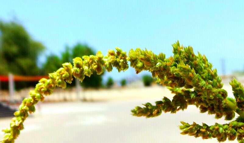 green plant