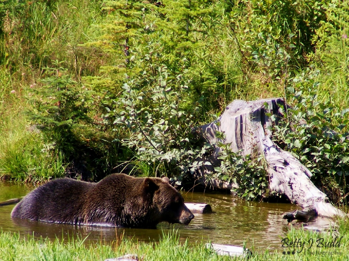 Canadian Grizzly Bear
