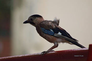 Alakarga