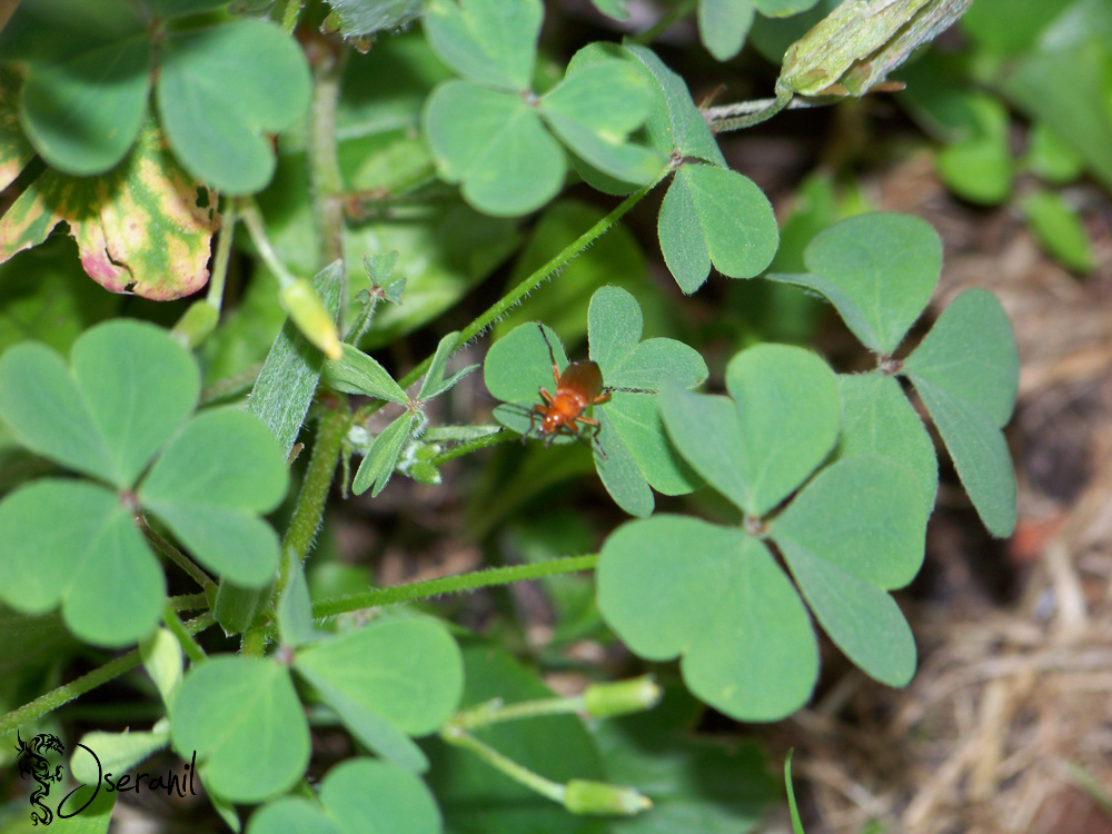 Insect