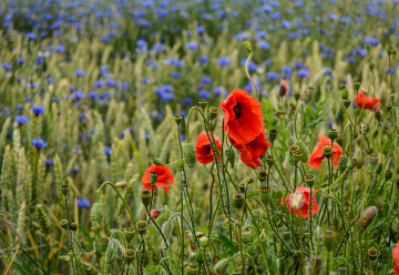 Red poppies 