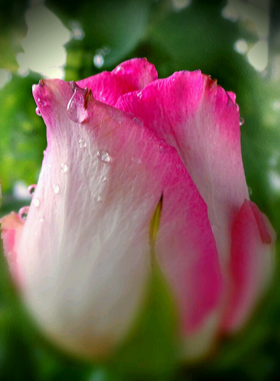 drops on flower