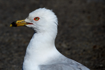City Seagull
