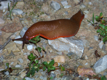 Slug