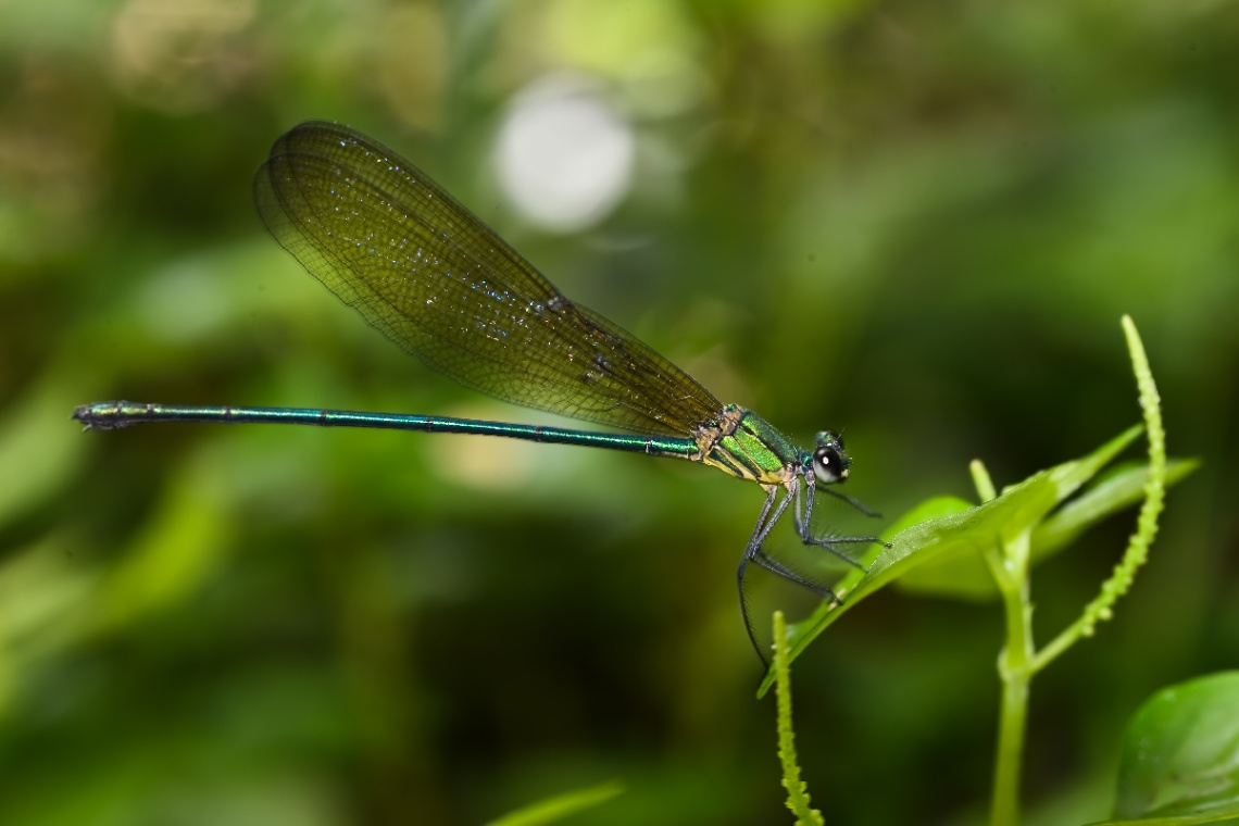 damselfly