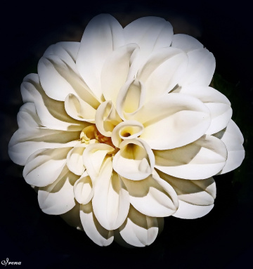White dahlia