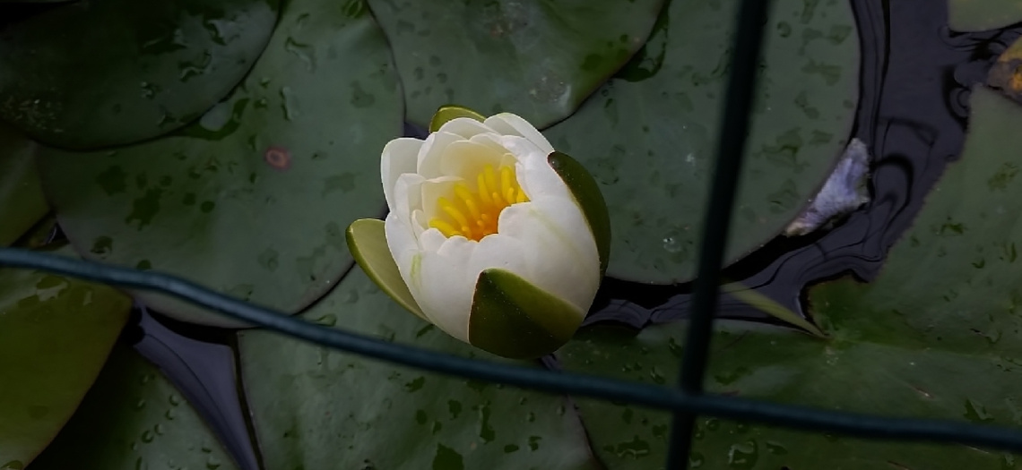 My Dearest Water Lily