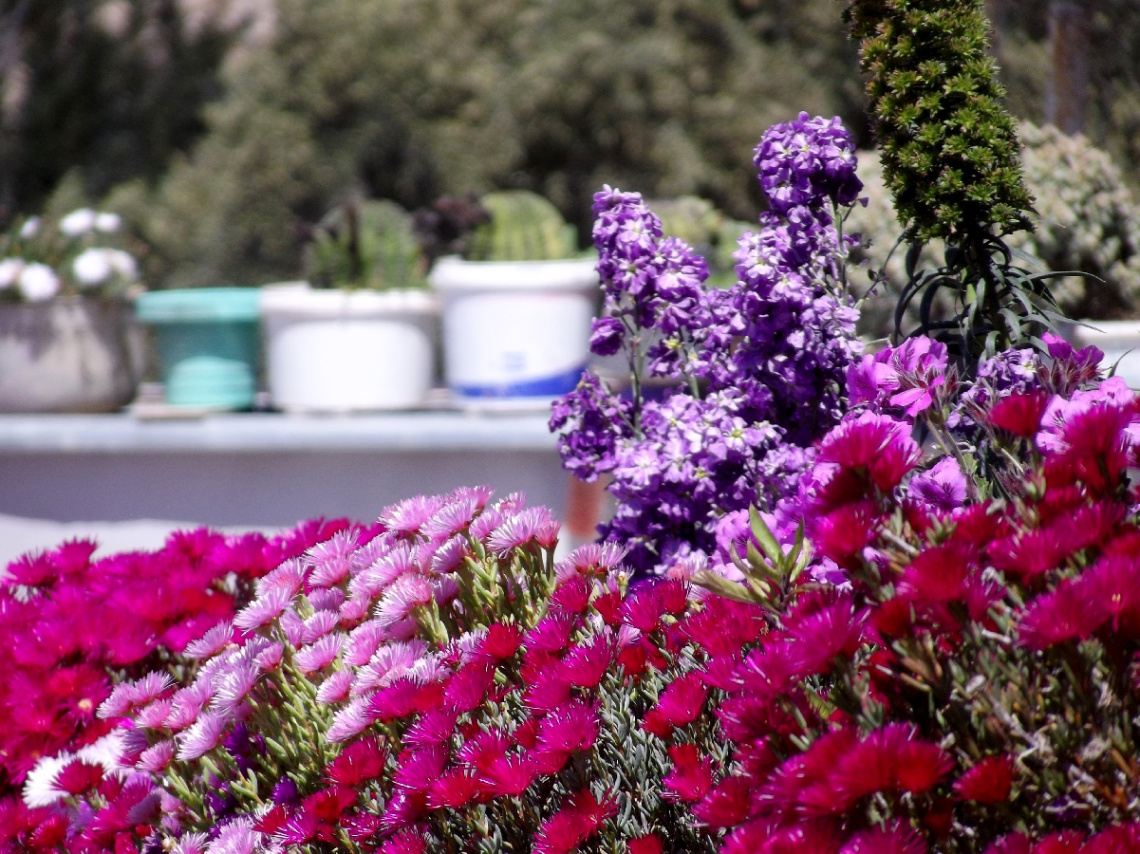  colorful front garden