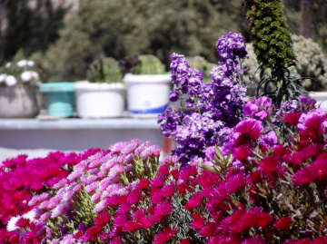  colorful front garden