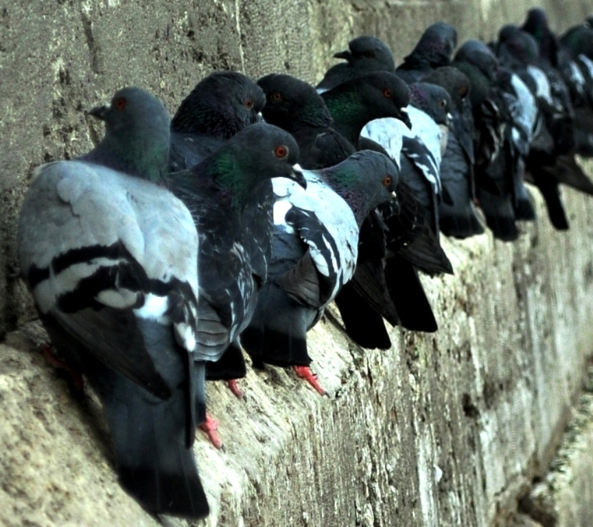 Sıra sıra