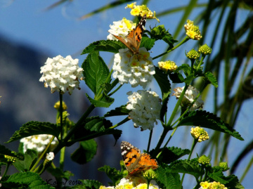 we love that flowers