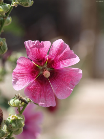 Gül Hatmisi (Althaea rosea)