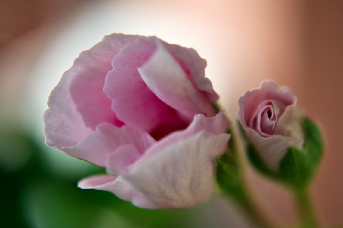 close up 2