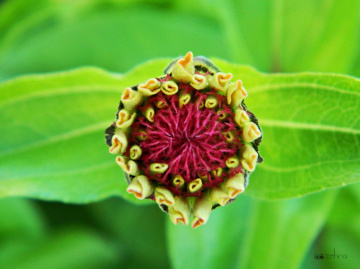 Zinnia tomurcuğu 
