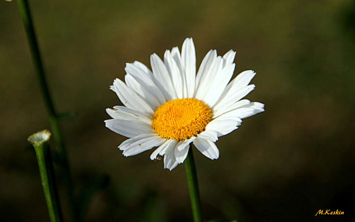 Papatya