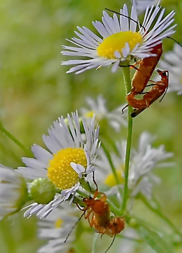 Bugs in love
