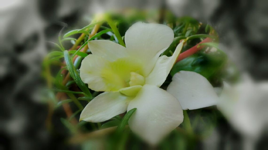 white orchid II