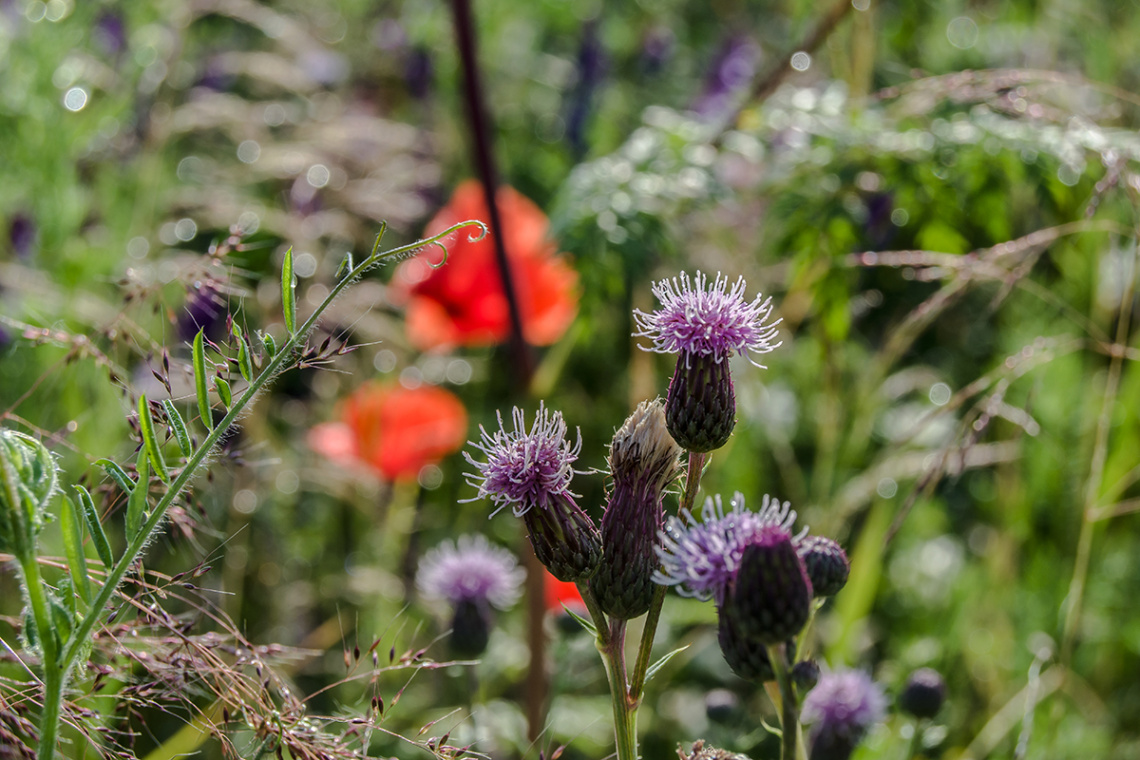 Flowery Meadow