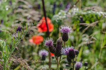 Flowery Meadow