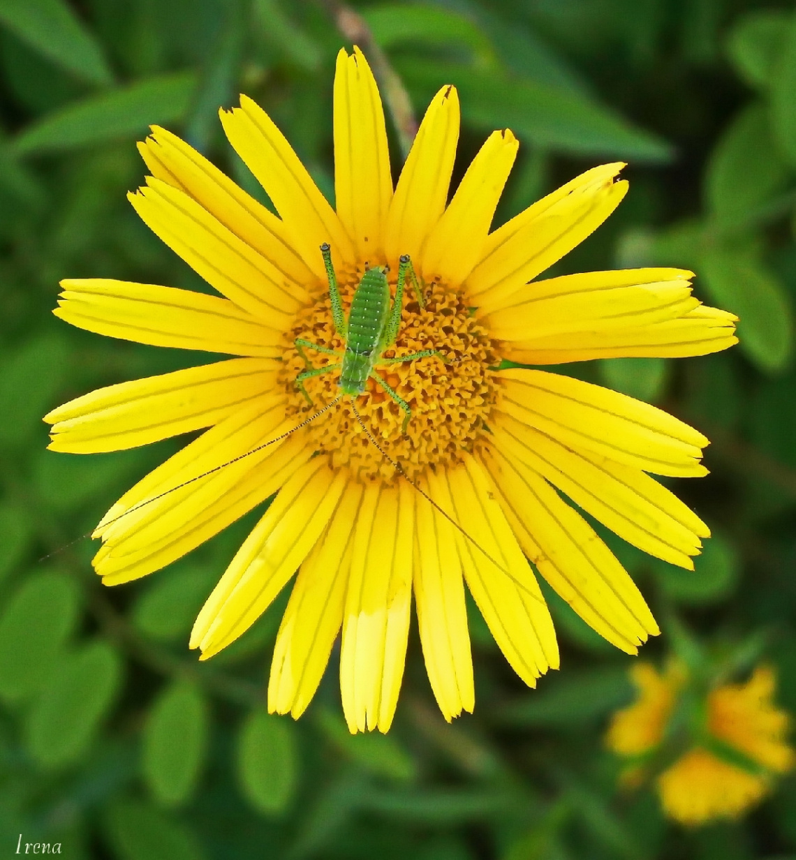 Green & yellow