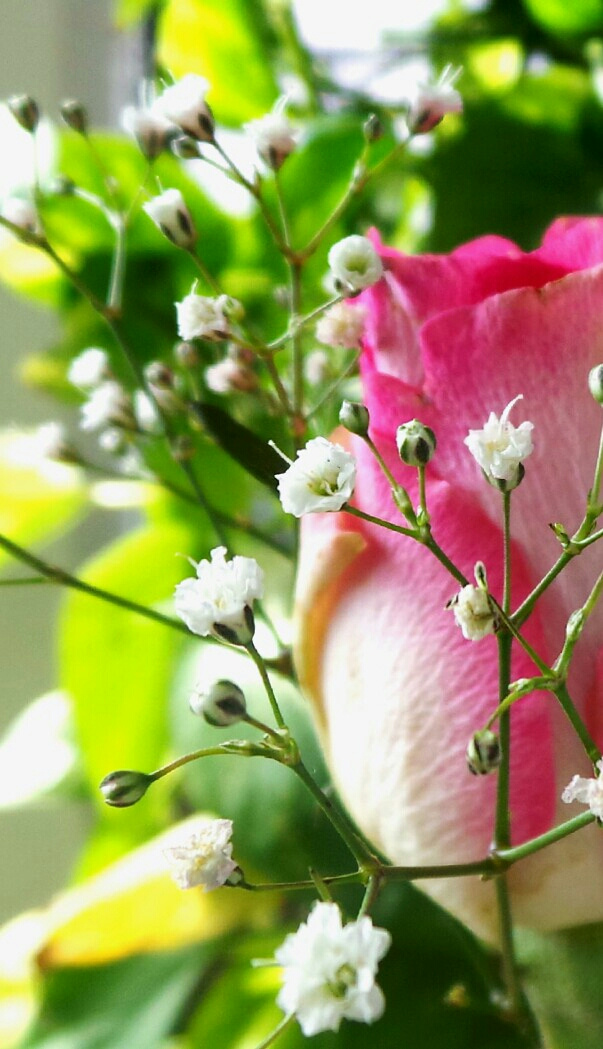 Flower within flowers II