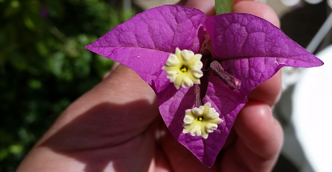 A Purple Smile In My Hand...