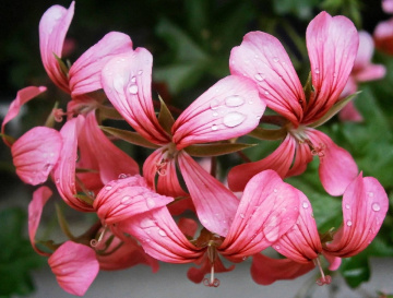 After rain