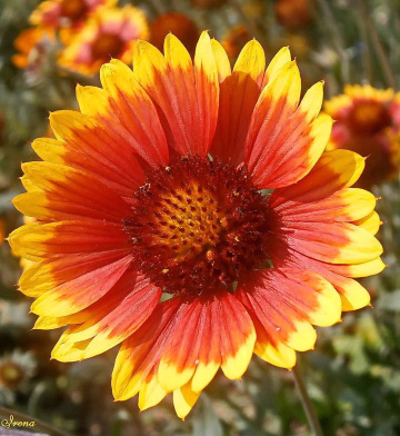 Like sun