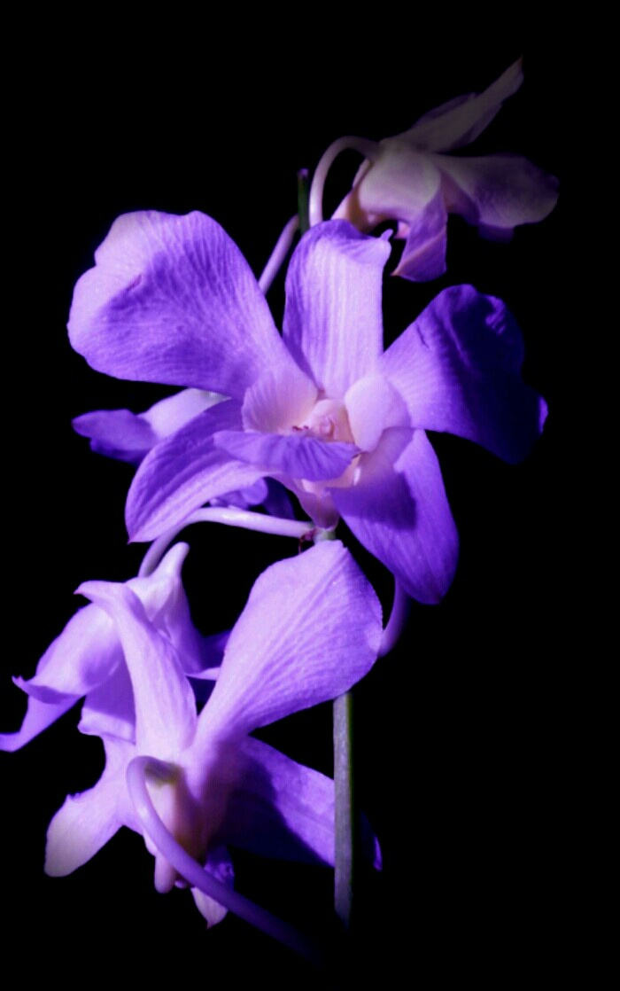 purple in the dark