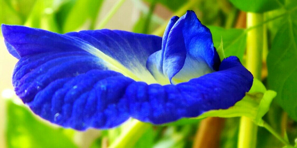 Bluest Blue II