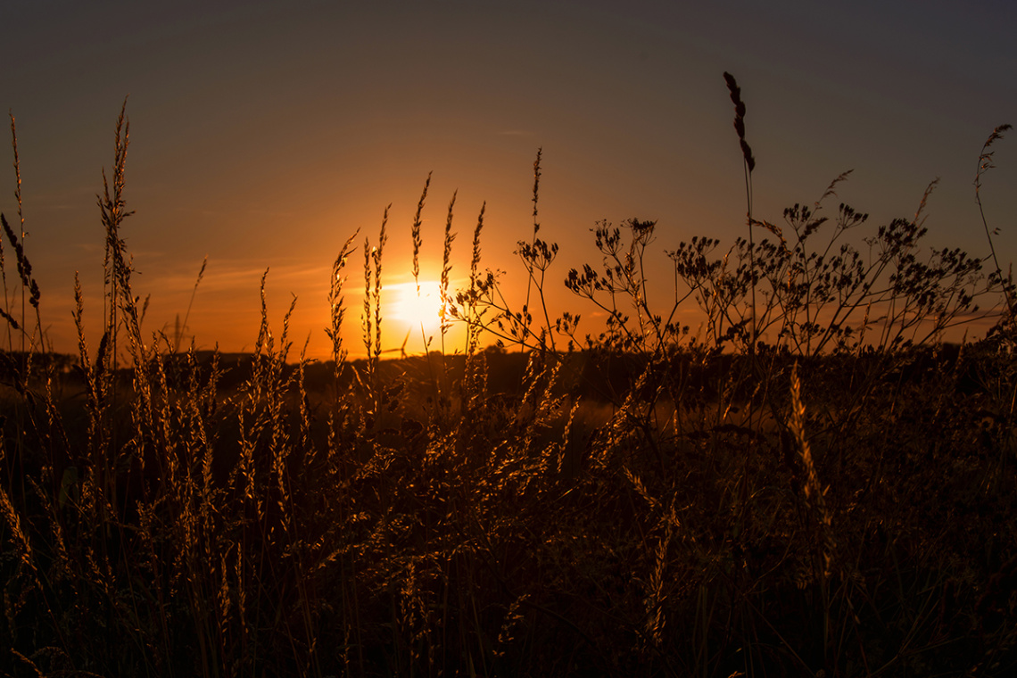 Summer evening in the country