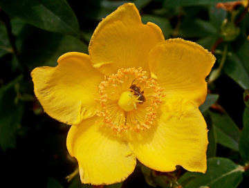 yellow beauty
