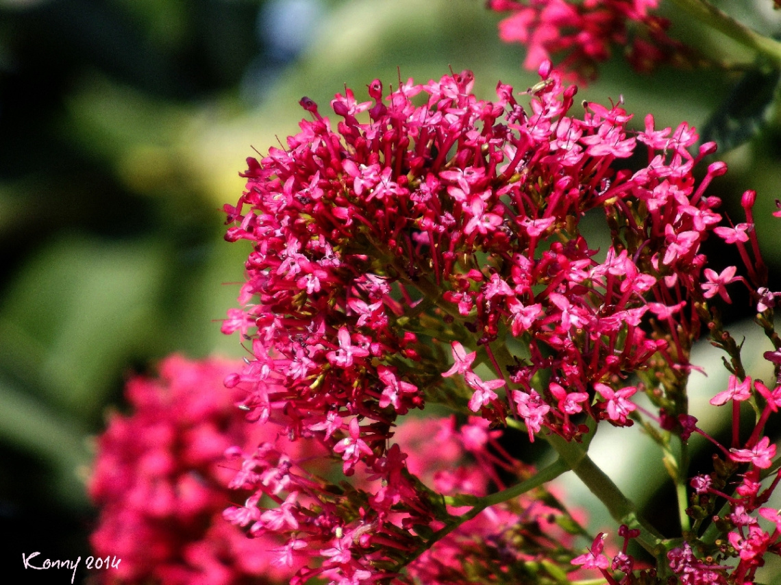 red flower power 