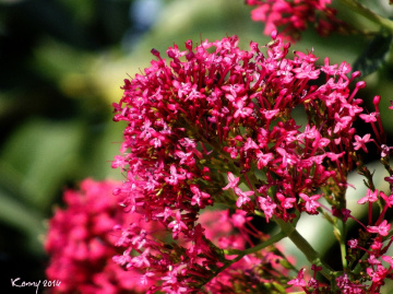 red flower power 