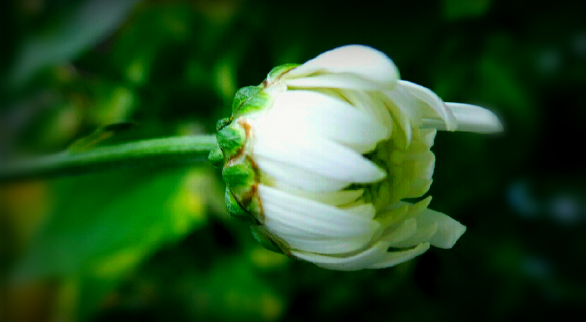 a bud is blooming