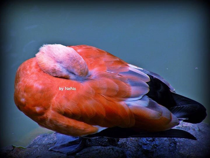 Taking a nap