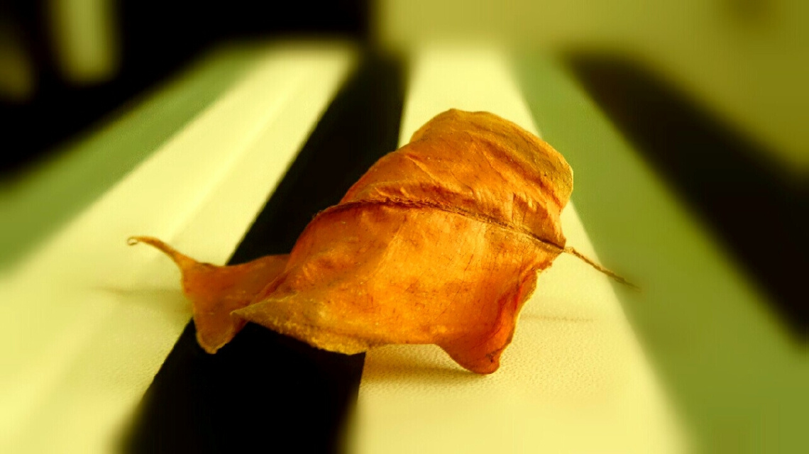 fallen leaf