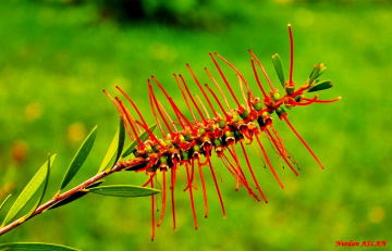 Brush Flower...
