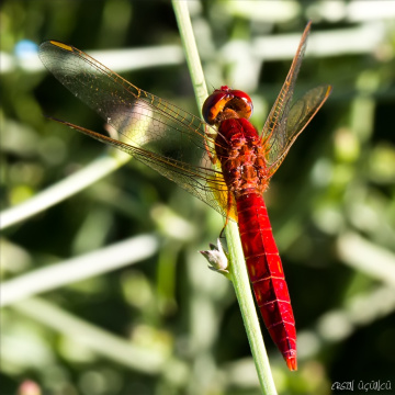  Red Dragonfly 
