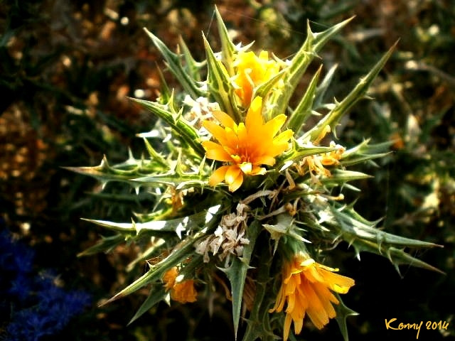 be careful .. dont pick up the flowers 