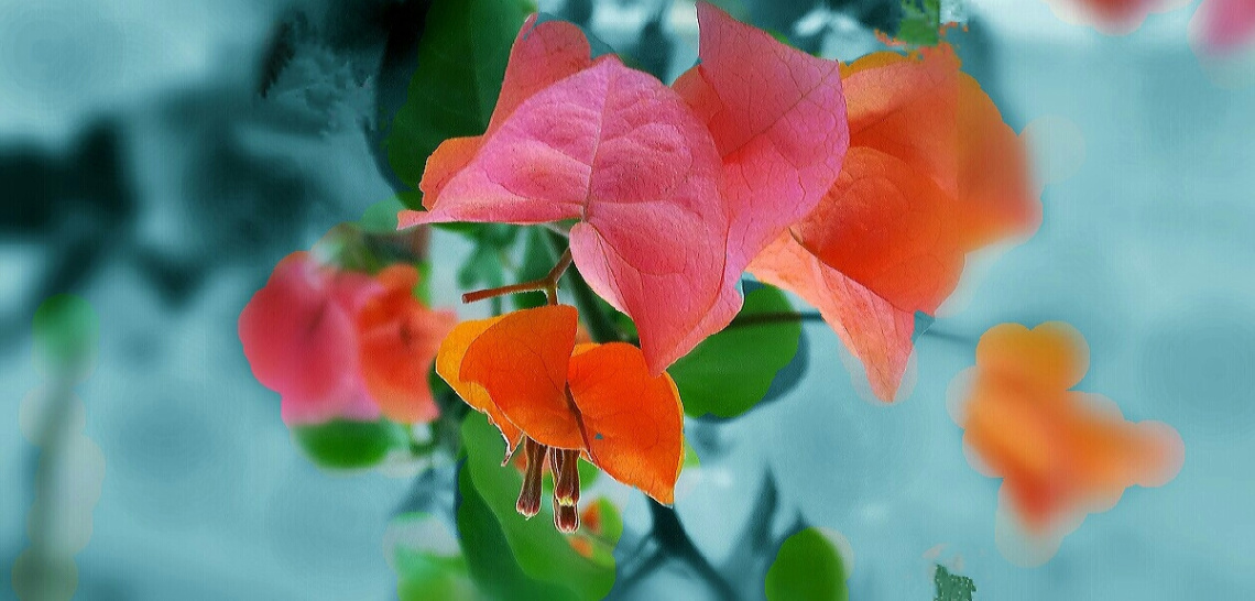 pink blossom II