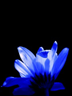 blue in the dark