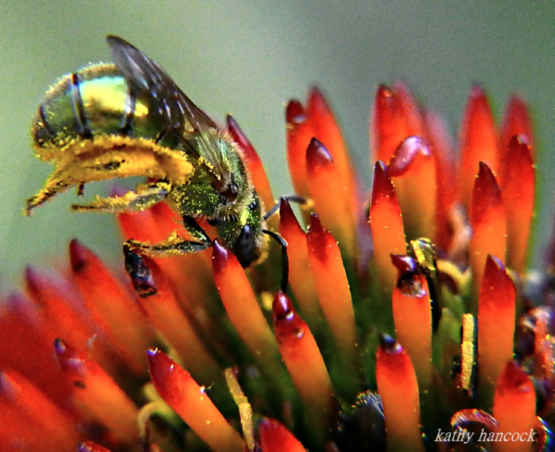 Echinacea and Bee