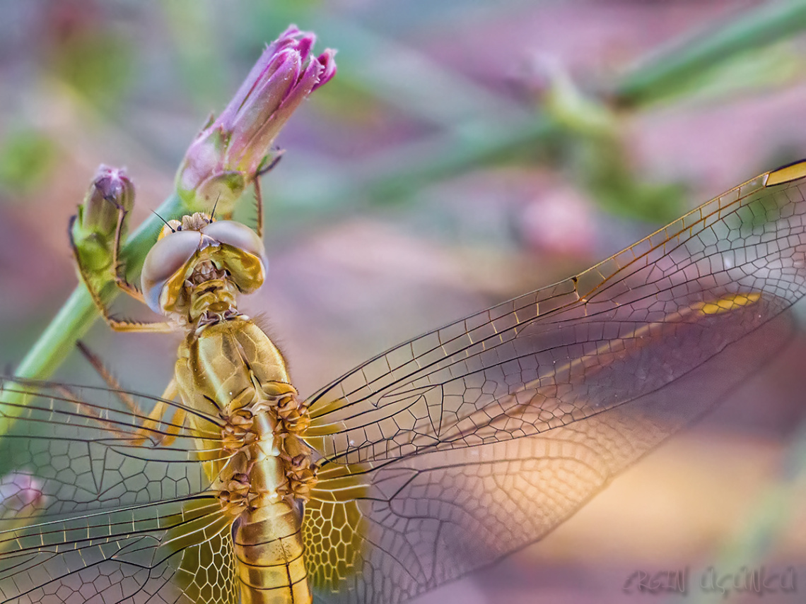 Lovely Dragonfly